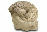 Fossil Nautilus (Aturia) - Boujdour, Morocco #306927-1